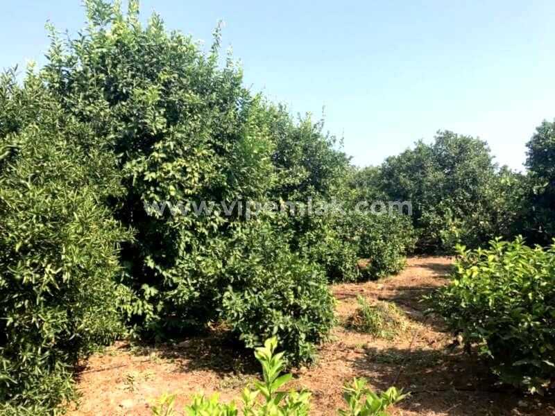Erdemli Kargıpınarında satılık imara acık 4000m2 limon bahçe