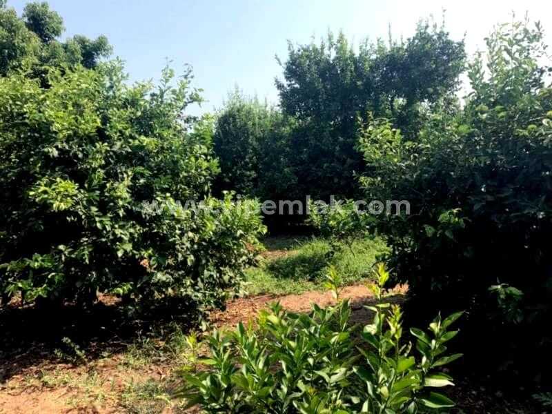 Erdemli Kargıpınarında satılık imara acık 4000m2 limon bahçe