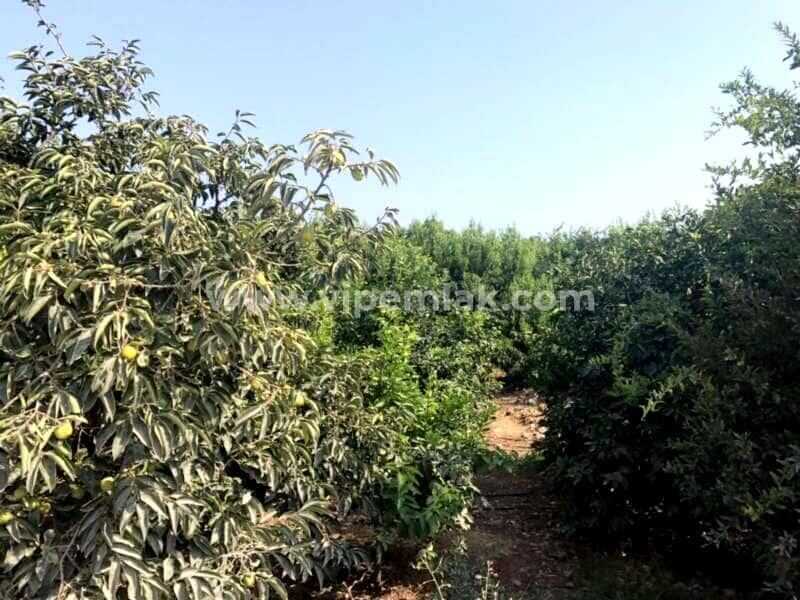 Erdemli Kargıpınarında satılık imara acık 4000m2 limon bahçe