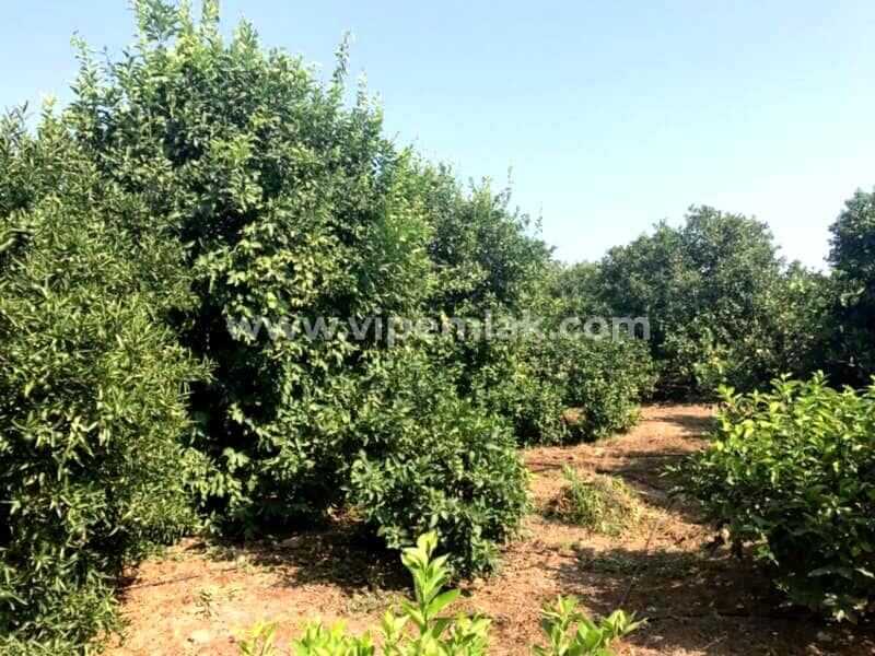 Erdemli Kargıpınarında satılık imara acık 4000m2 limon bahçe