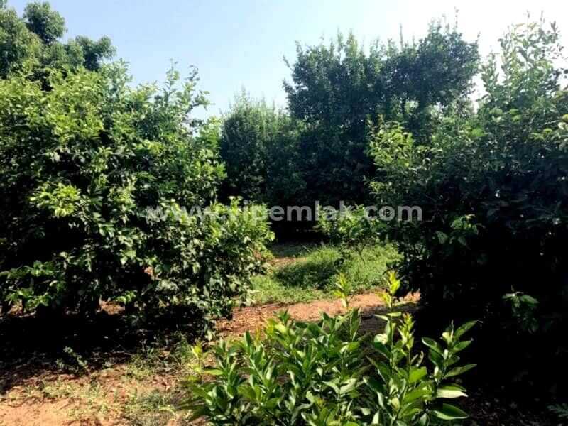 Erdemli Kargıpınarında satılık imara acık 4000m2 limon bahçe