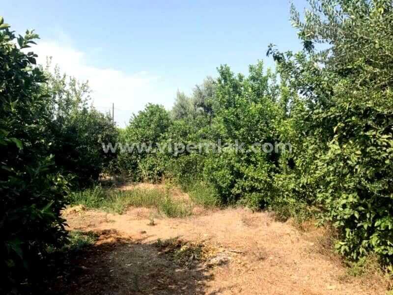 Erdemli Kargıpınarında satılık imara acık 4000m2 limon bahçe