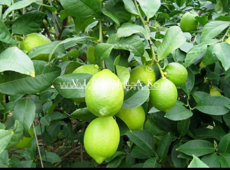 Mersin Erdemli Kocahasanlı 8295 m2 Deniz Manzaralı Satılık Limon Bahçesi