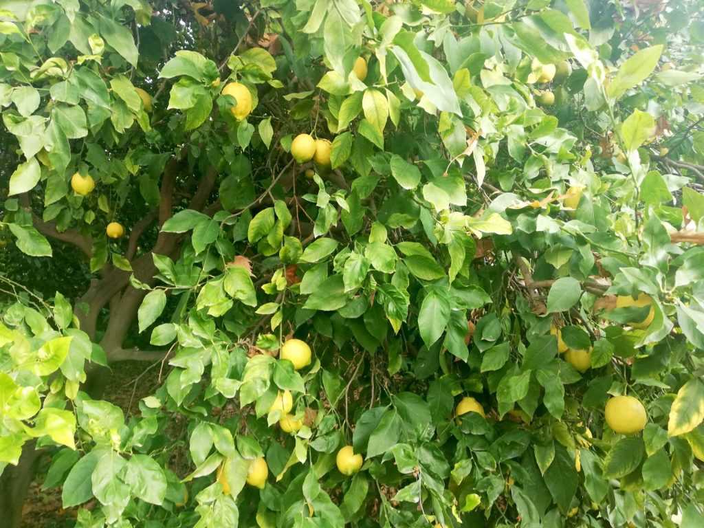 Mersin Erdemli Kocahasanlı 8295 m2 Deniz Manzaralı Satılık Limon Bahçesi