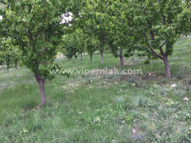 ATLILAR KÖYÜ 30 dönüm satılık k900ihracat kirazı