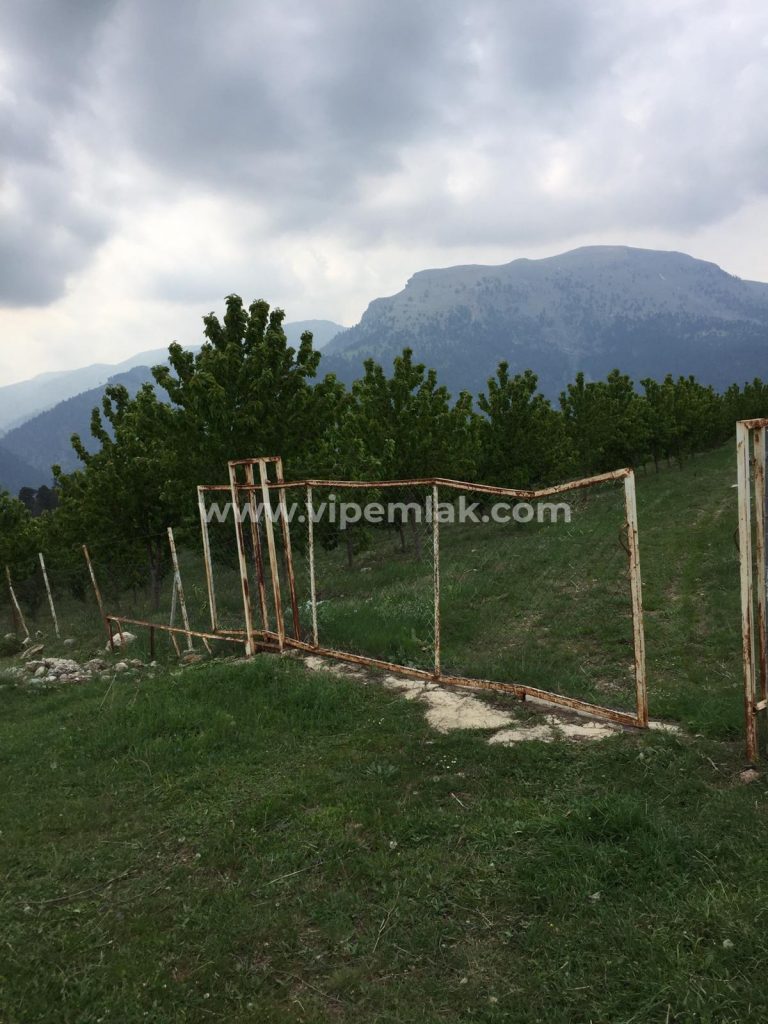 ATLILAR KÖYÜ 30 dönüm satılık k900ihracat kirazı