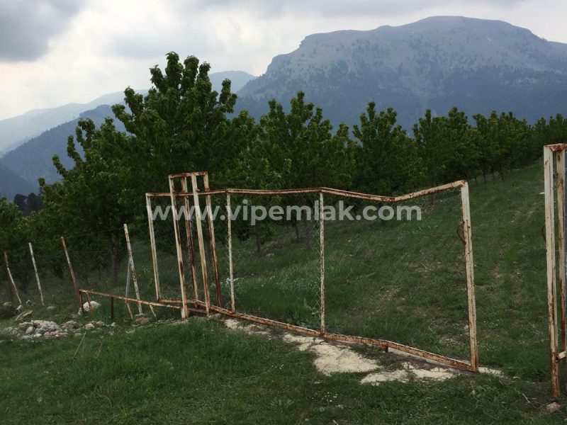ATLILAR KÖYÜ 30 dönüm satılık k900ihracat kirazı