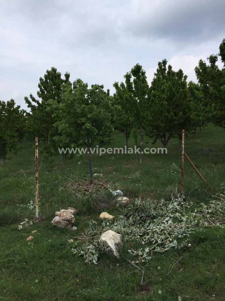 ATLILAR KÖYÜ 30 dönüm satılık k900ihracat kirazı