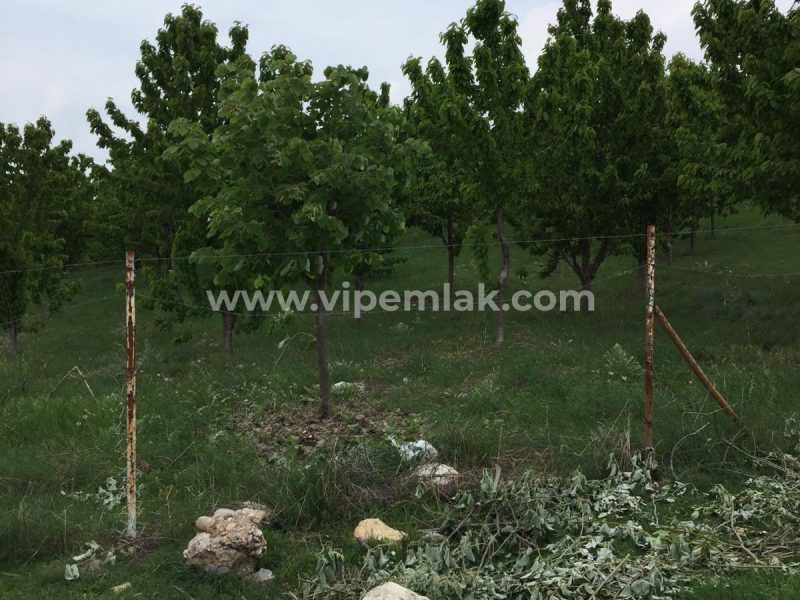 ATLILAR KÖYÜ 30 dönüm satılık k900ihracat kirazı