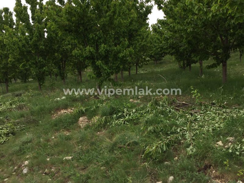 ATLILAR KÖYÜ 30 dönüm satılık k900ihracat kirazı