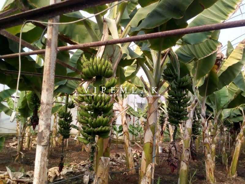 ERDEMLİ KOYUNCU’DA 6032 m2 SATILIK MUZ SERASI