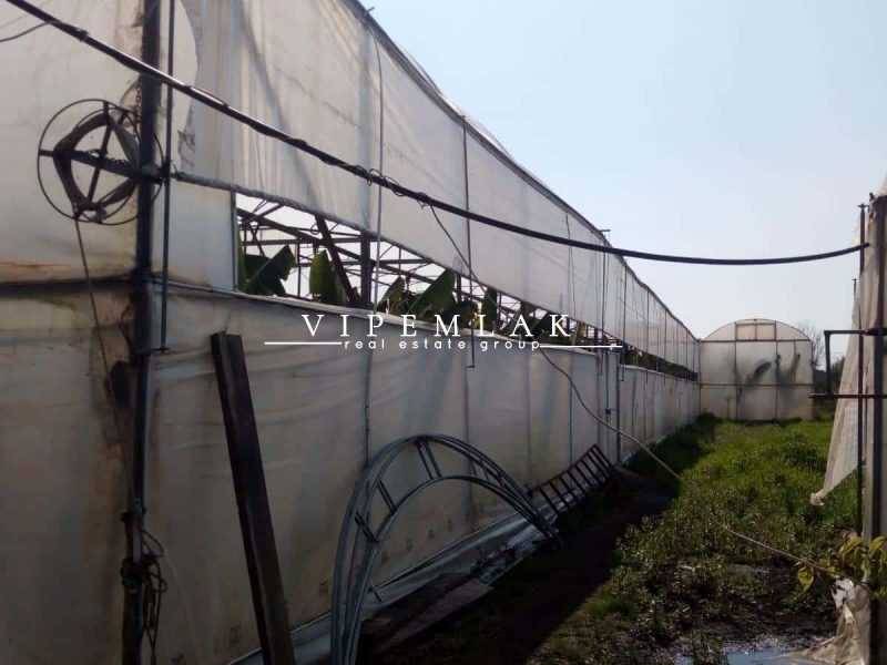ERDEMLİ KOYUNCU’DA 6032 m2 SATILIK MUZ SERASI
