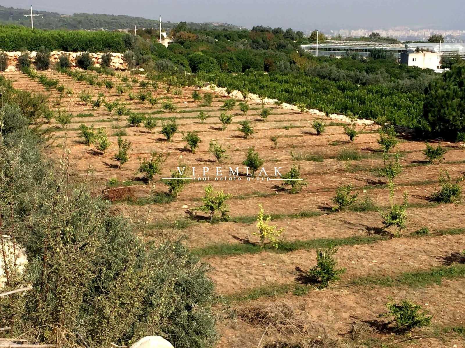 Satilik Tarla Arazi Erdemli Mersin Bankadan Net