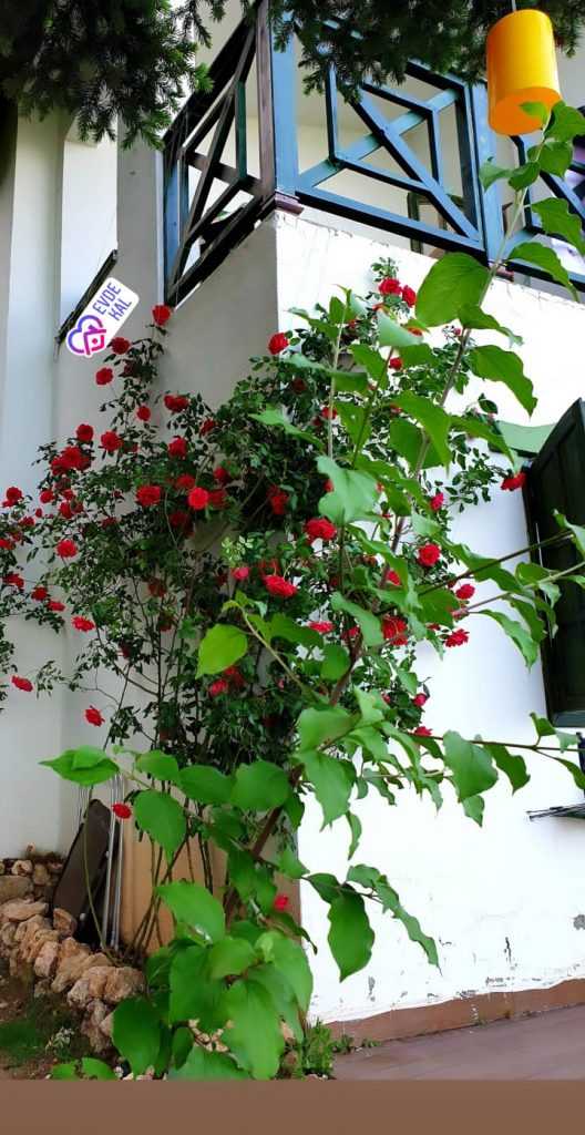 Çeşmeli de  Bağımsız Havuz Eşyalı Satılık 3.5+1  BağımsızÖzel Dizayn  Villa