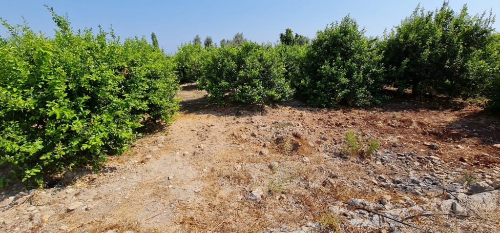 MERSİN ERDEMLİ KARGIPINARI İMARA AÇIK SATILIK TARLA
