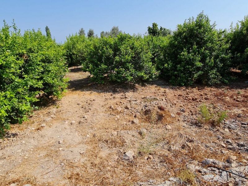MERSİN ERDEMLİ KARGIPINARI İMARA AÇIK SATILIK TARLA