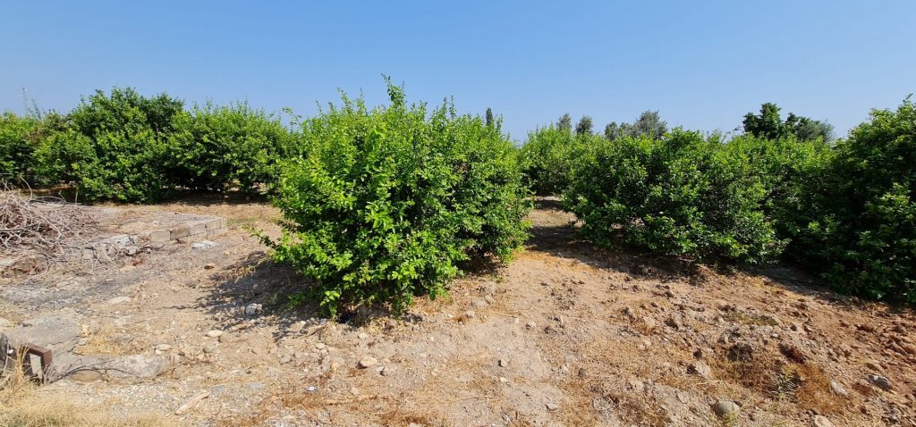 MERSİN ERDEMLİ KARGIPINARI İMARA AÇIK SATILIK TARLA