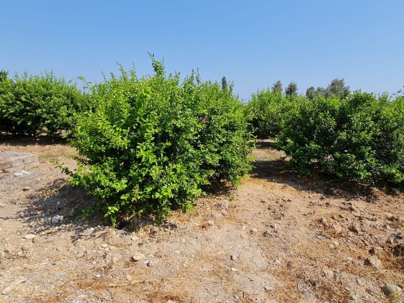 MERSİN ERDEMLİ KARGIPINARI İMARA AÇIK SATILIK TARLA