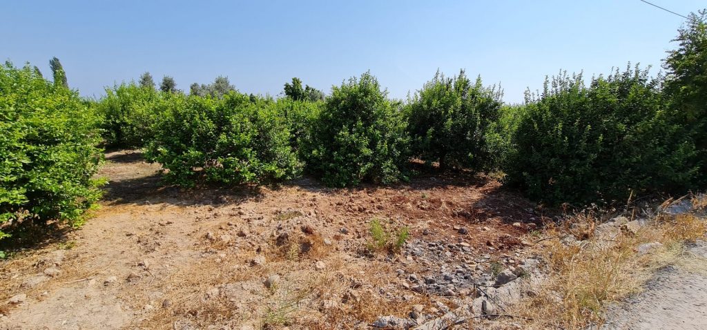 MERSİN ERDEMLİ KARGIPINARI İMARA AÇIK SATILIK TARLA