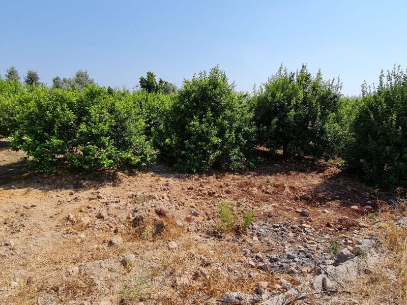 MERSİN ERDEMLİ KARGIPINARI İMARA AÇIK SATILIK TARLA