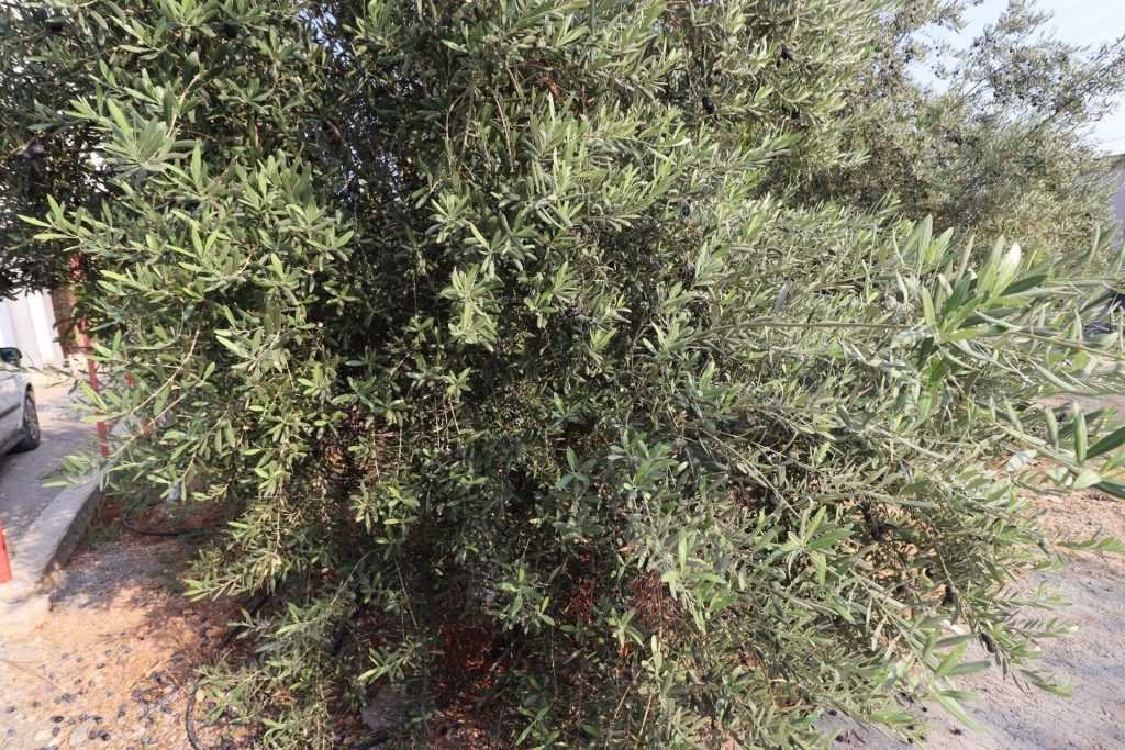 Mersin Erdemli Fatih Mahallesi Müstakil Arsa İçinde 5+1 Satılık Daire