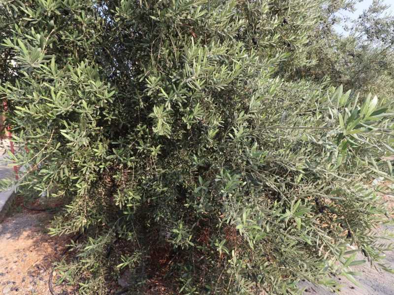 Mersin Erdemli Fatih Mahallesi Müstakil Arsa İçinde 5+1 Satılık Daire