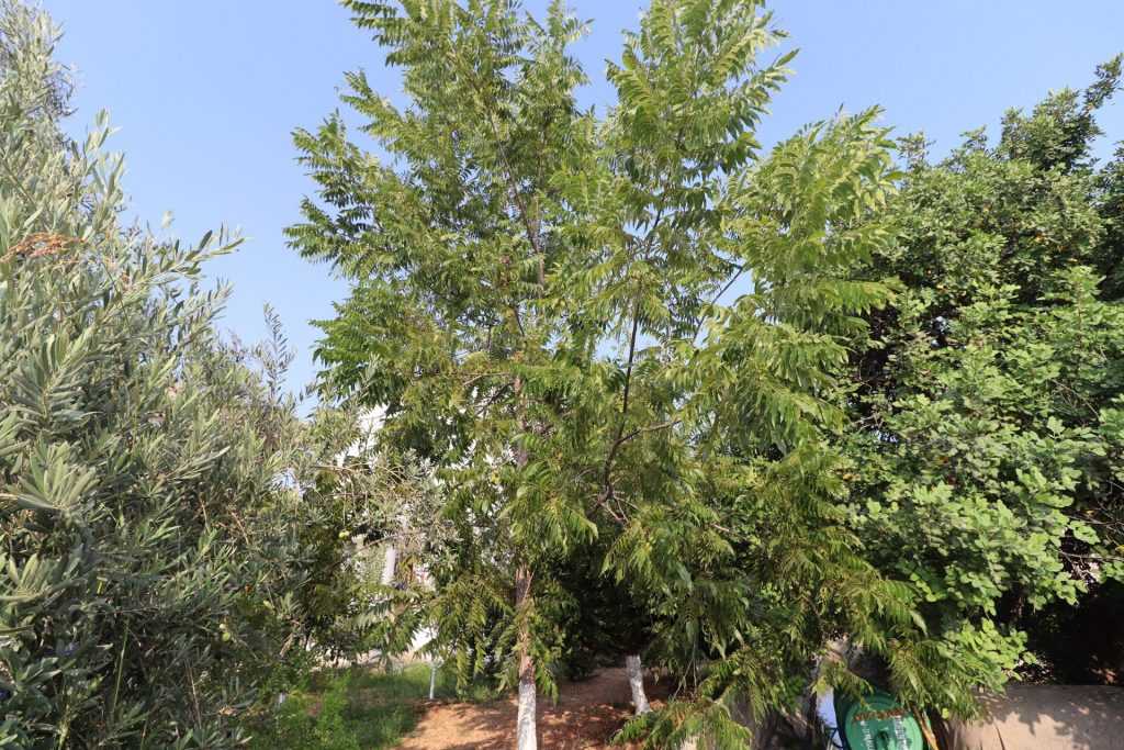 Mersin Erdemli Fatih Mahallesi Müstakil Arsa İçinde 5+1 Satılık Daire