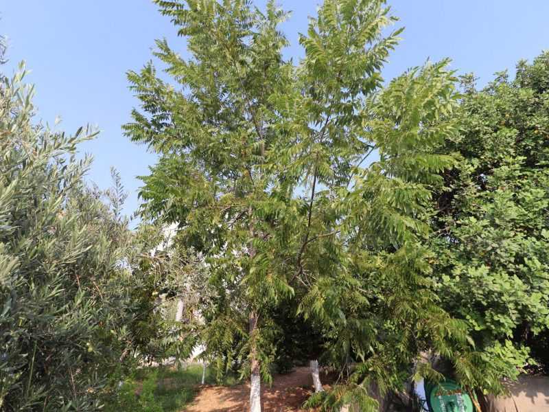 Mersin Erdemli Fatih Mahallesi Müstakil Arsa İçinde 5+1 Satılık Daire