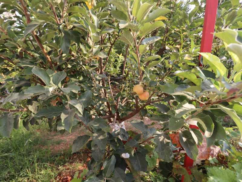 Mersin Erdemli Fatih Mahallesi Müstakil Arsa İçinde 5+1 Satılık Daire