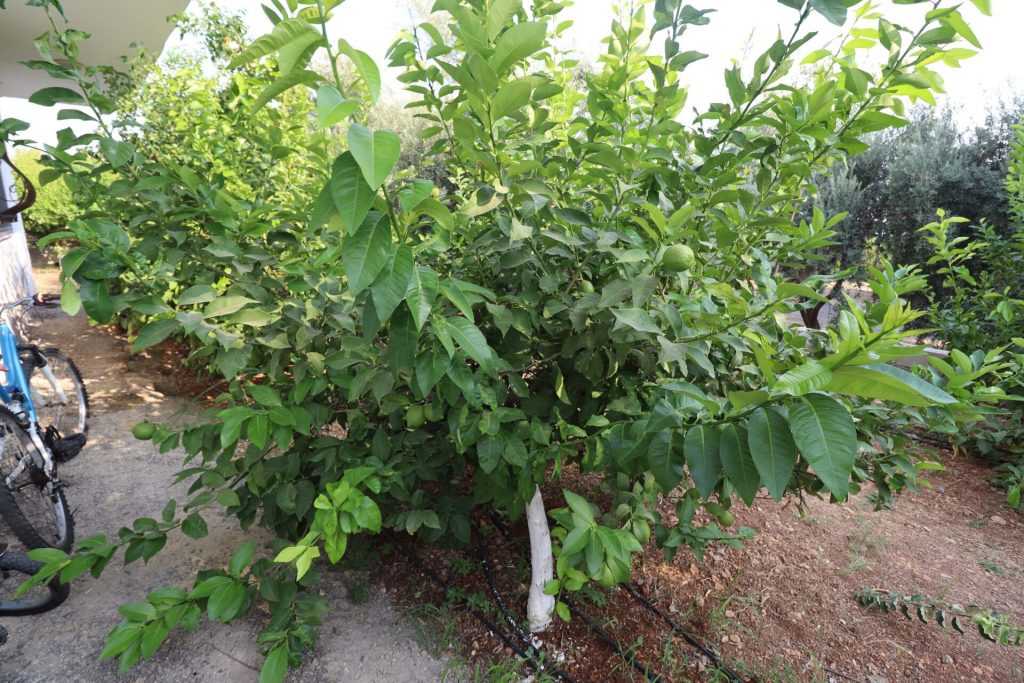 Mersin Erdemli Fatih Mahallesi Müstakil Arsa İçinde 5+1 Satılık Daire