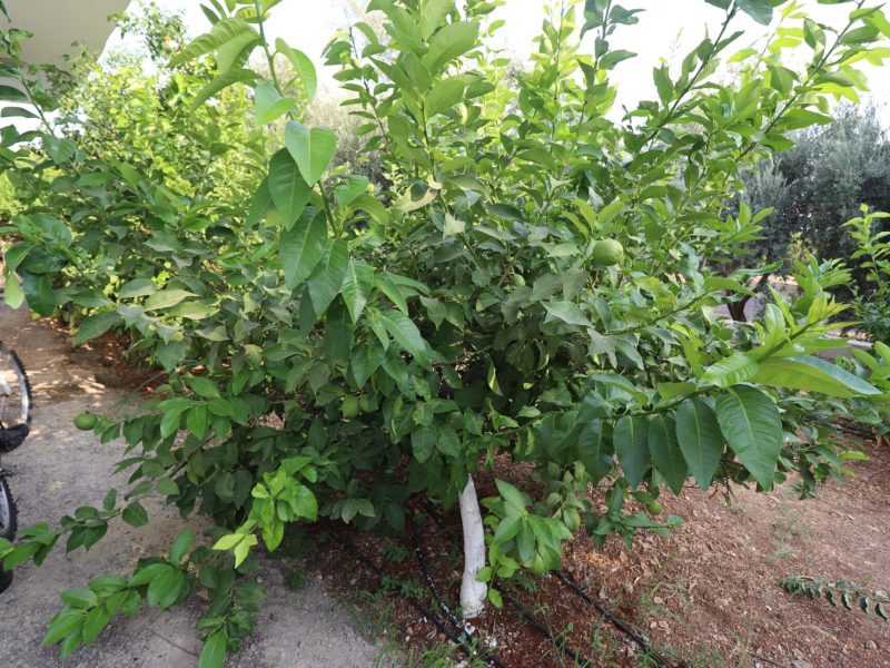 Mersin Erdemli Fatih Mahallesi Müstakil Arsa İçinde 5+1 Satılık Daire