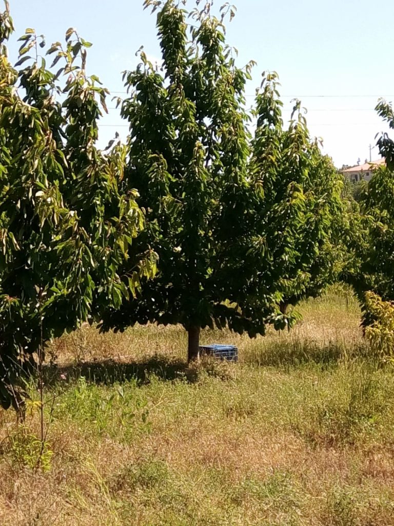 MERSİN ERDEMLİ SATILIK BAHÇELİ YAYLA EVİ