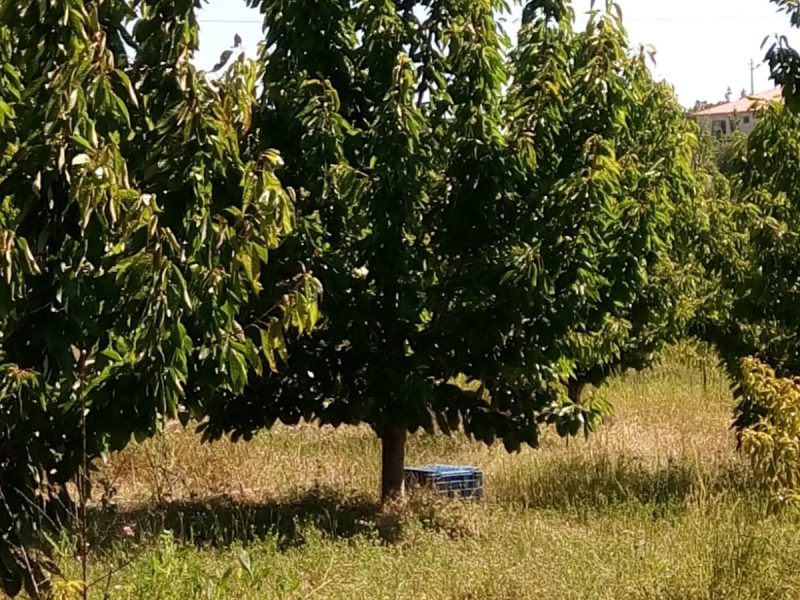 MERSİN ERDEMLİ SATILIK BAHÇELİ YAYLA EVİ