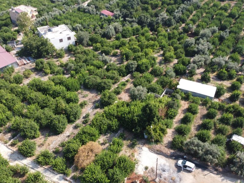 Mersin Erdemli Satılık Limon Bahçesi