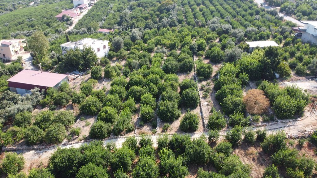 Mersin Erdemli Satılık Limon Bahçesi