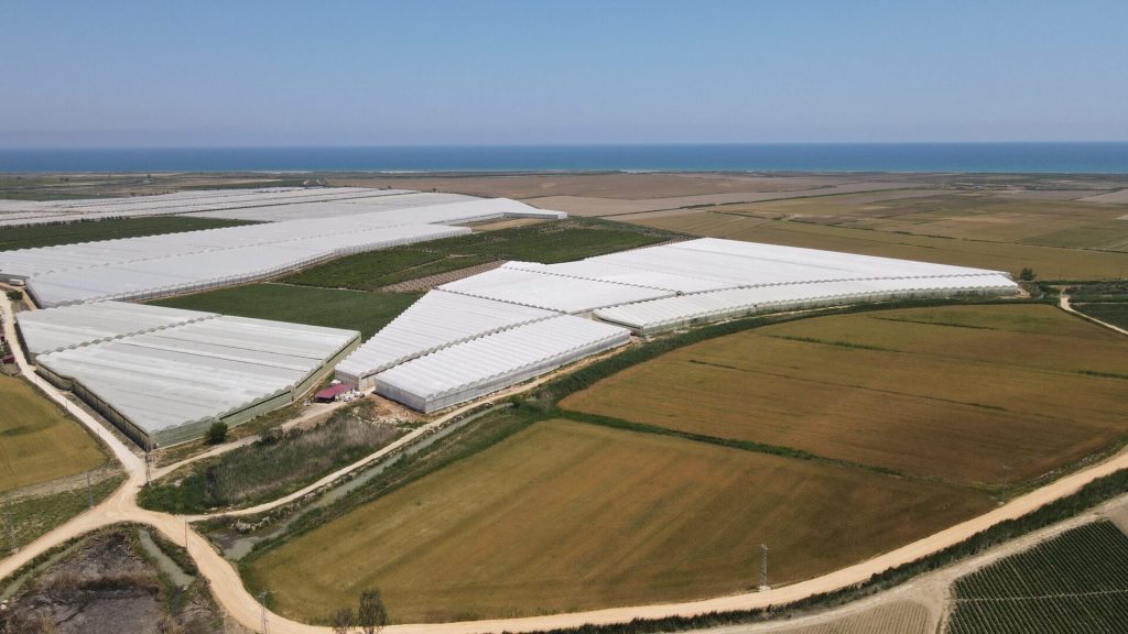 Mersin Silifke Hazır Kurulu Yetişmiş Satılık Muz Serası