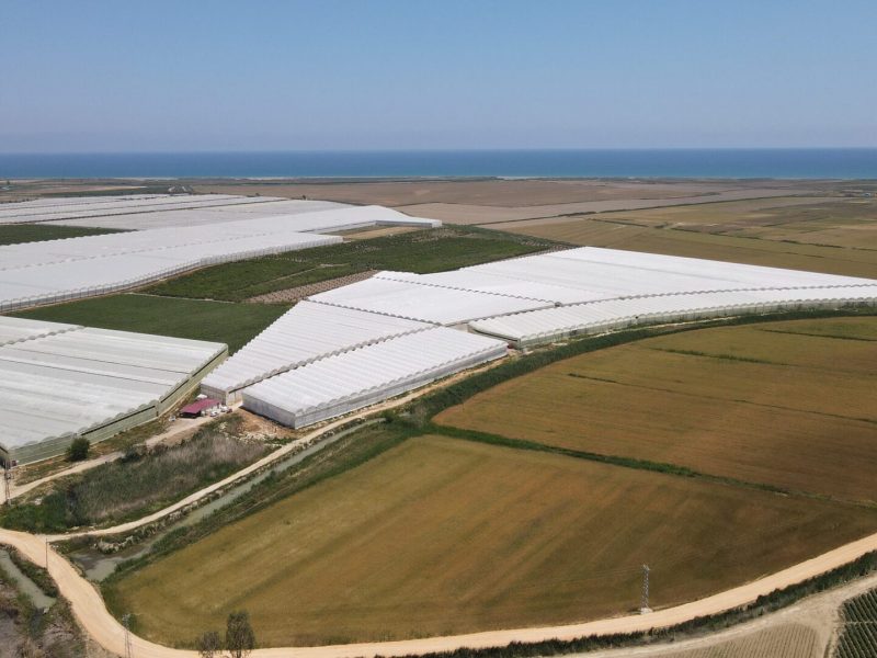 Mersin Silifke Hazır Kurulu Yetişmiş Satılık Muz Serası