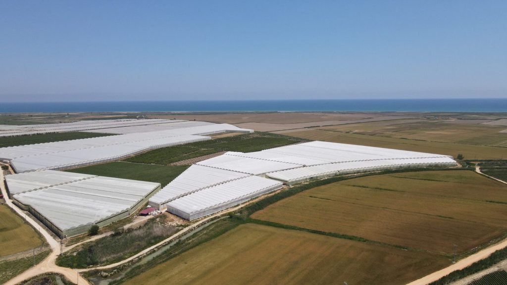 Mersin Silifke Hazır Kurulu Yetişmiş Satılık Muz Serası