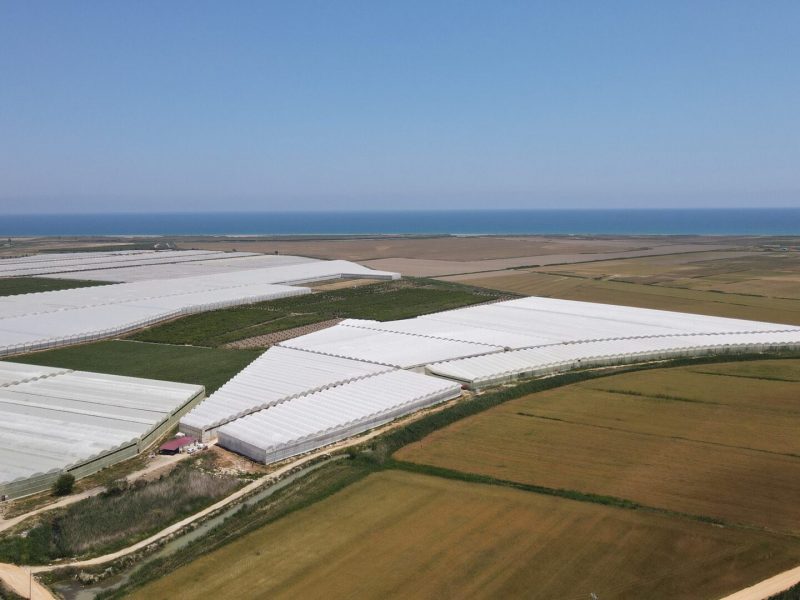 Mersin Silifke Hazır Kurulu Yetişmiş Satılık Muz Serası