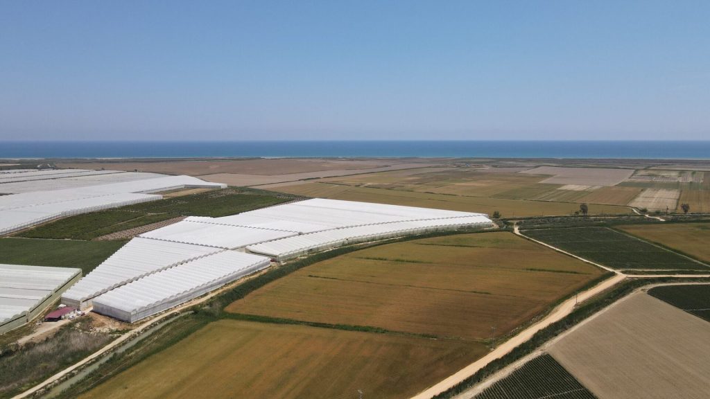 Mersin Silifke Hazır Kurulu Yetişmiş Satılık Muz Serası