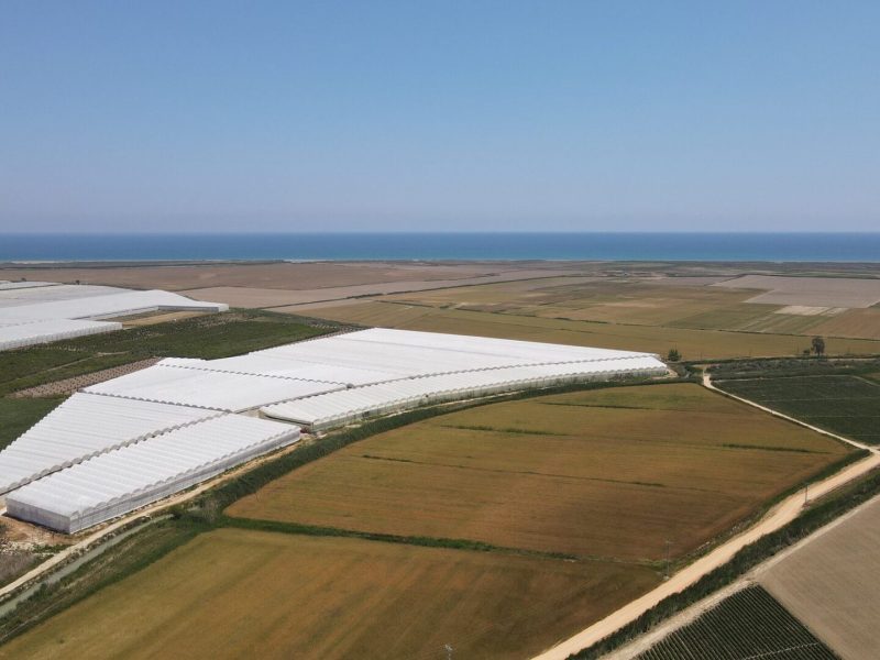 Mersin Silifke Hazır Kurulu Yetişmiş Satılık Muz Serası