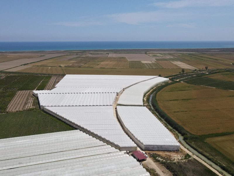 Mersin Silifke Hazır Kurulu Yetişmiş Satılık Muz Serası