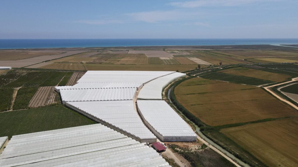 Mersin Silifke Hazır Kurulu Yetişmiş Satılık Muz Serası