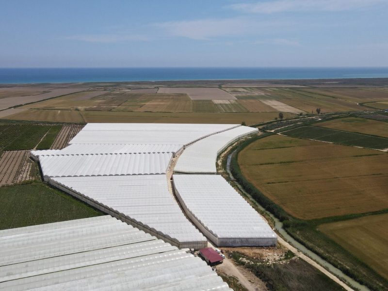 Mersin Silifke Hazır Kurulu Yetişmiş Satılık Muz Serası