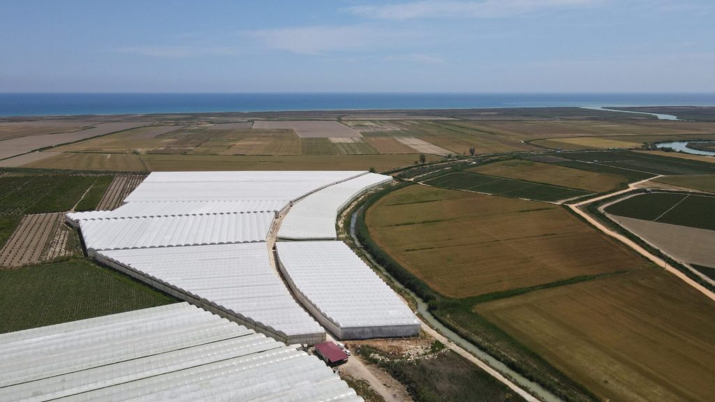 Mersin Silifke Hazır Kurulu Yetişmiş Satılık Muz Serası