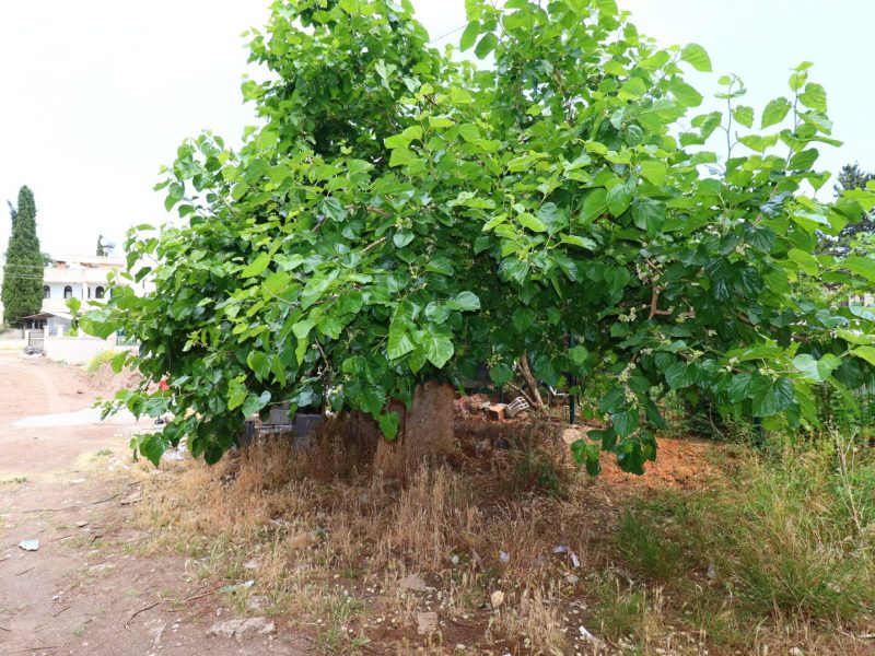 Mersin Erdemli Kargıpınarı  Satılık 5+1 Triplex Villa