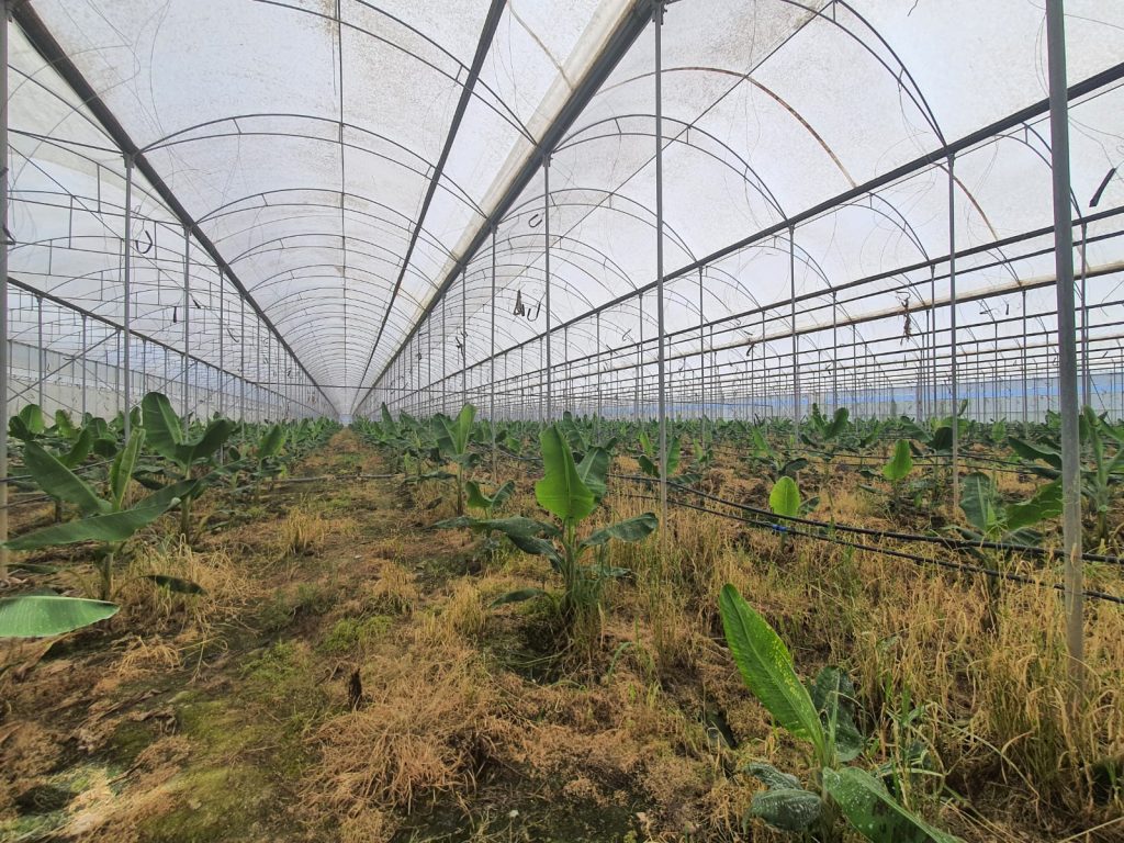 Mersin Silifke Hazır Kurulu Yetişmiş Satılık Muz Serası