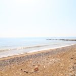 Mersin Erdemli Cesmeli Zonnebloemen 1 Site