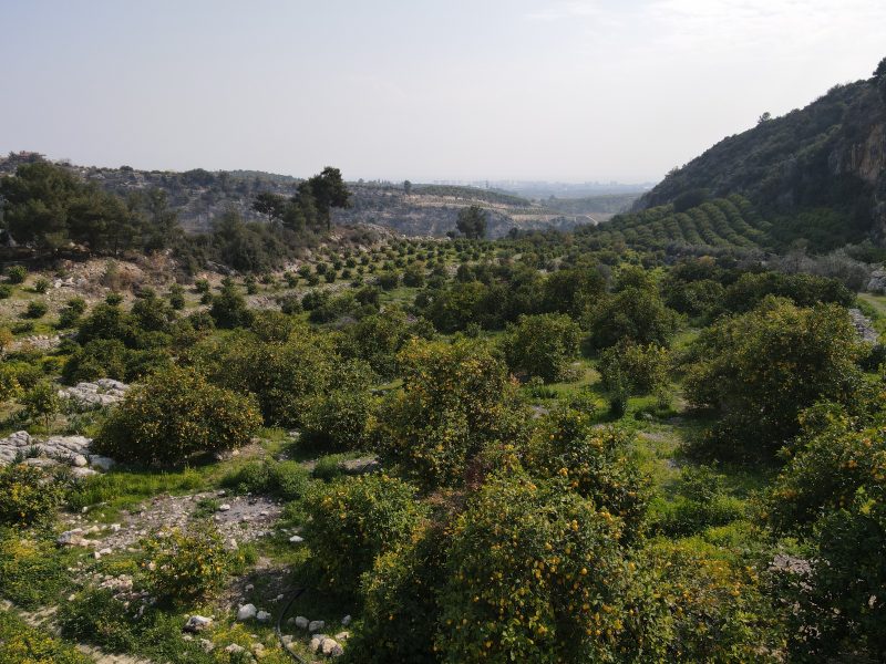 Mersin Erdemli Sarıyer Satılık Limon Bahçesi