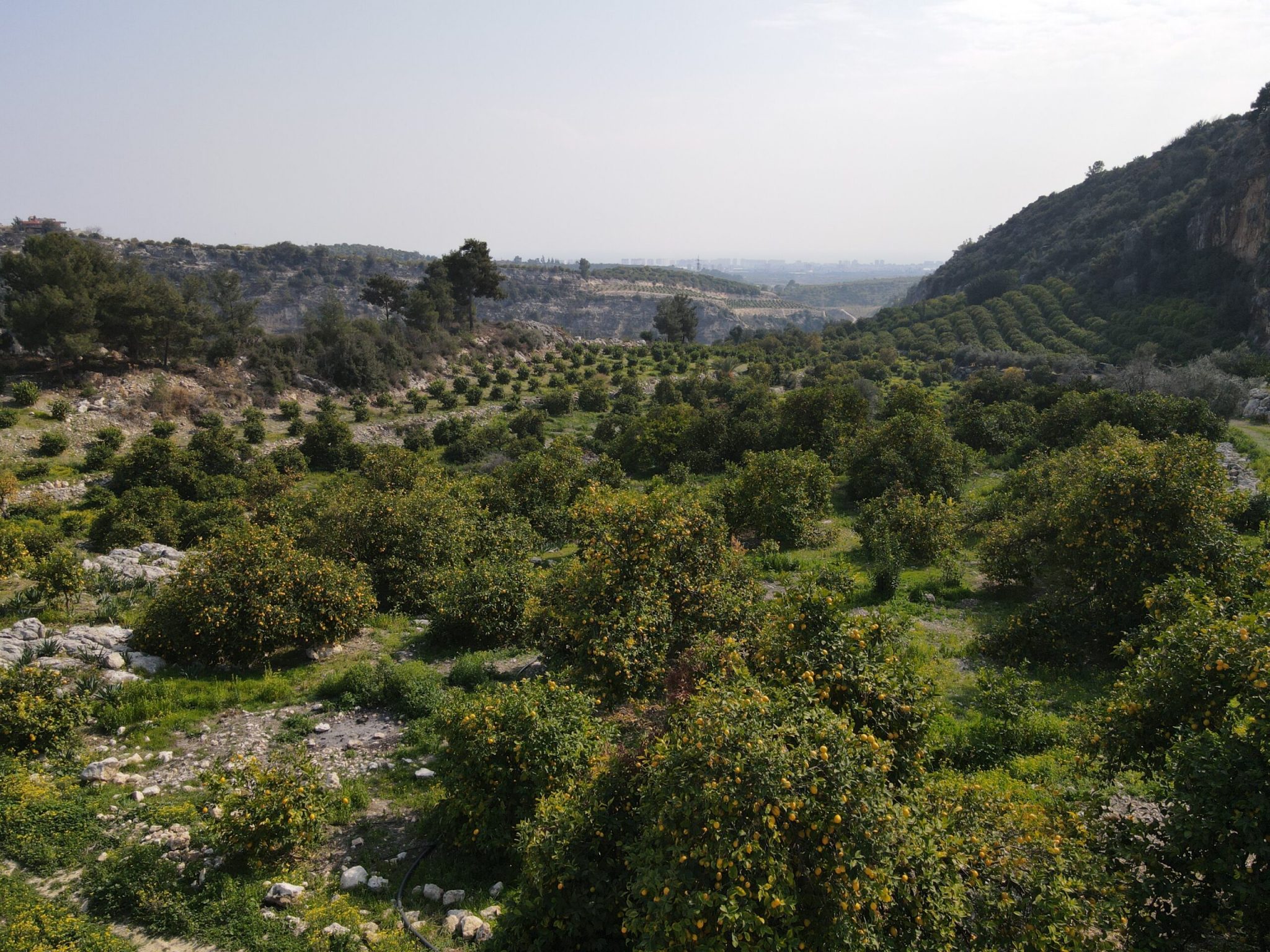 Mersin Erdemli Sarıyer Satılık Limon Bahçesi